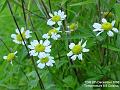 2006-1209feverfew